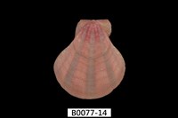 藏品(芬香海扇蛤(錢包海扇蛤))的圖片